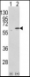 PDIA3 Antibody (C-term)