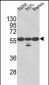 PDIA3 Antibody (Center)