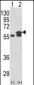 PDIA3 Antibody (Center)