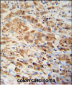 PRDX1 Antibody (Center)