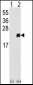 PRDX1 Antibody (Center)