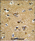 PRDX2 Antibody (C-term)