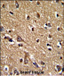 PRDX2 Antibody (Center)