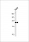 PRDX2 Antibody (Center)