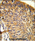 PRDX3 Antibody (N-term)