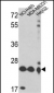 PRDX3 Antibody (N-term)