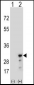 PRDX3 Antibody (N-term)