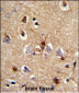 PRDX6 Antibody (C-term)