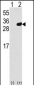 PRDX6 Antibody (C-term)