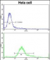 IMMT Antibody (C-term)