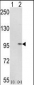 IMMT Antibody (C-term)