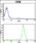 IMMT Antibody (Center)