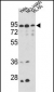 IMMT Antibody (Center)