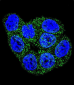 GSTP1 Antibody (C-term)