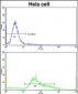 STRAP Antibody (C-term)