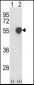 PHGDH Antibody (N-term)