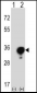 YWHAG Antibody (Center)