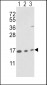 PPIA Antibody (N-term)