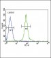 YWHAG Antibody (N-term) [Knockout Validated]