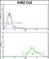 PAX3 Antibody (N-term)