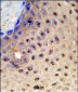 PAX3 Antibody (N-term)