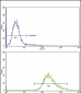 Klotho Antibody (C-term)