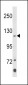 Klotho Antibody (C-term)