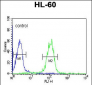 GZMB Antibody (C-term)