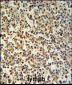 GZMB Antibody (C-term)