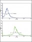 KLF6 Antibody (C-term)