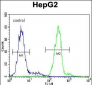 VDAC1 Antibody (N-term)