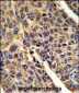 VDAC1 Antibody (N-term)