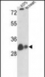 VDAC1 Antibody (N-term)