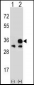 VDAC1 Antibody (N-term)