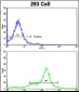 KRT10 Antibody (N-term)