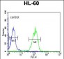 MVD Antibody (Center)