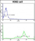 GATA2 Antibody (C-term)