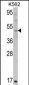 GATA2 Antibody (C-term)