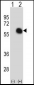 GATA2 Antibody (C-term)