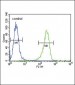 TPA Antibody (Center)