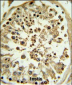 APOL4 Antibody (Center E273)