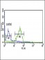 WNT1 Antibody (C-term)