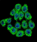 Merlin Antibody (N-term)