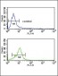 CRHR2 Antibody (N-term)