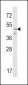 CRHR2 Antibody (N-term)