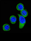 CRHR2 Antibody (Center)