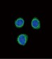 EDNRB Antibody (C-term)