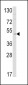 EDNRB Antibody (C-term)