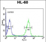 FKBP11 Antibody (N-term)