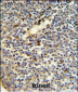 FKBP11 Antibody (N-term)